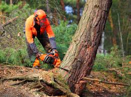 Best Tree Maintenance Programs  in Parksdale, CA