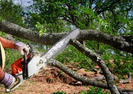 Best Storm Damage Tree Cleanup  in Parksdale, CA
