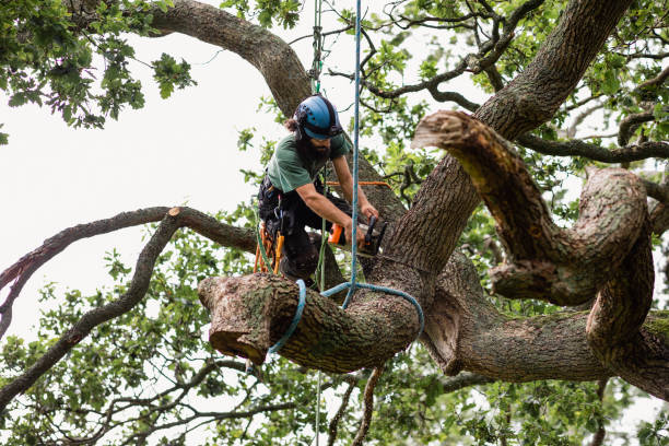 Parksdale, CA Tree Care Company