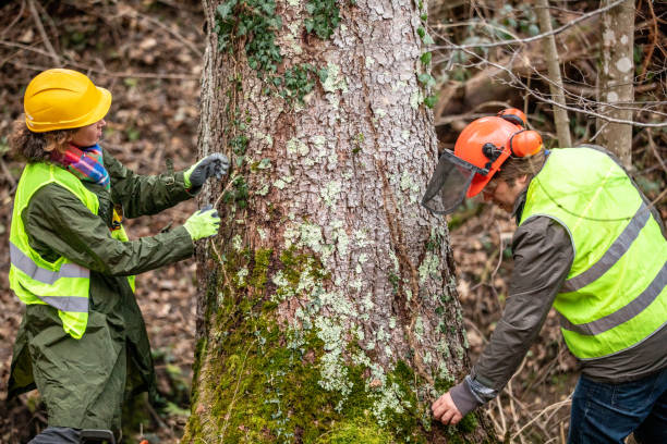 Best Root Management and Removal  in Parksdale, CA