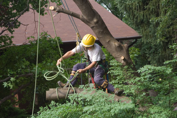 Best Palm Tree Trimming  in Parksdale, CA