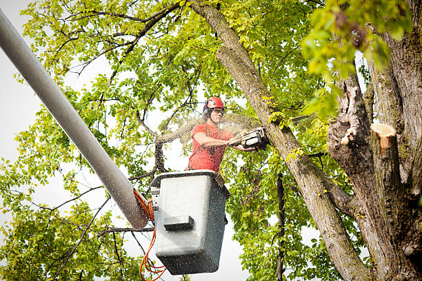 Best Firewood Processing and Delivery  in Parksdale, CA