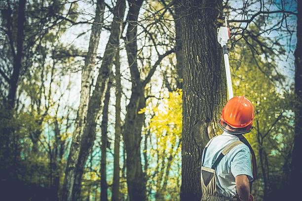 Best Hazardous Tree Removal  in Parksdale, CA