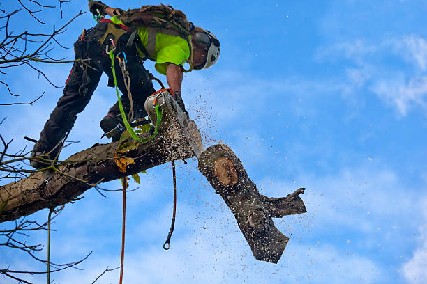 Best Arborist Consultation Services  in Parksdale, CA