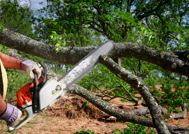 Best Lot and Land Clearing  in Parksdale, CA